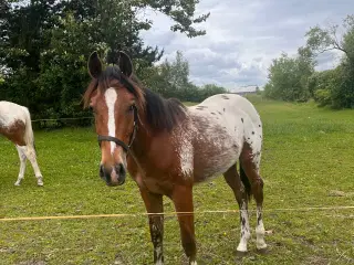 Western, Hingst, Pinewood JP