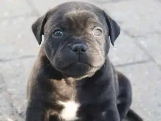 Staffordshire Bull Terrier hvalpe