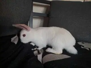 Søde kaninunger søger nyt hjem