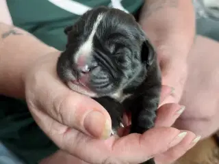 Oeb blanding+Cane Corso 