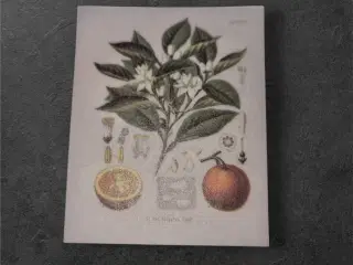 Botaniske papirark med appelsintræ-motiv