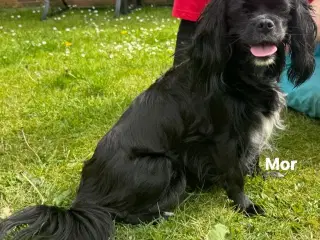 Cavalier hvalpe