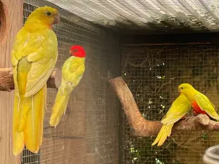 Gule konge parakitter