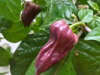 Bhut jolokia purple chili frø