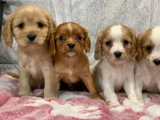 De yndigste cavapoo babyer 