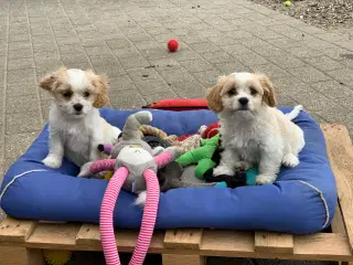 Bichon / cavalier babyer 