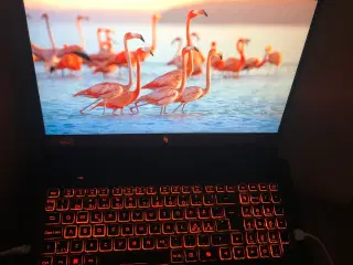 Acer Nitro v16