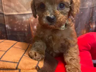 Mini Amerikansk Cockapoo 