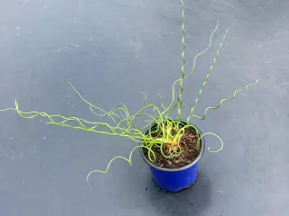 Prydgræs spiral/lysesiv