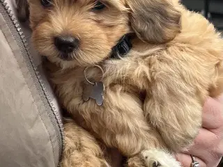 Bichon havanais hvalp.