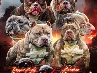 🏆Topkvalitets American Bully hanhvalp 