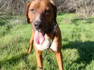 Skønne Wapi leder efter sin 4-ever familie 🏡🥰