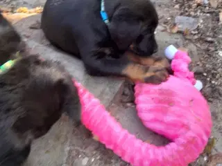 Rottweiler og labrador blanding 
