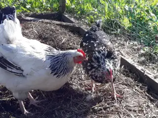 SUPER TILBUD: Dejlig hønseflok med 5 høner