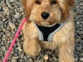 Rejseklar Amerikansk cockapoo