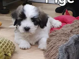 Bichon Havanais hvalpe