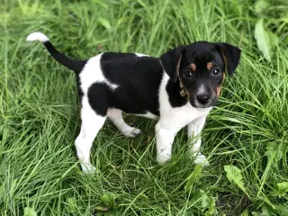 Dansk-svensk gårdhunde hvalpe. 11 uger. chippet