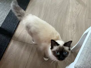 Hellig birma hun kat