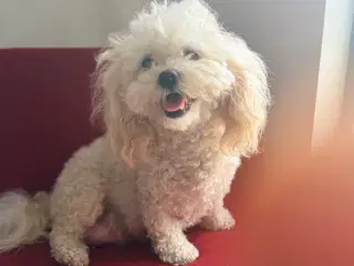 Maltipoo hvalpe