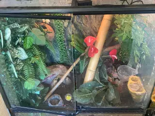3 fuldvoksne kronegekkoer med terrarium og tilbehø