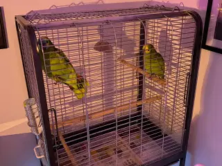 2 stk grønne amerzon papegøjer søskendepar.
