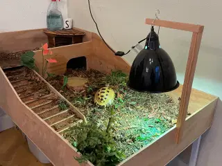 Russisk landskildpadde