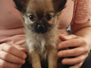 Chihuahua/Pomeranian hvalpe Salgsklar d 04/06-2024