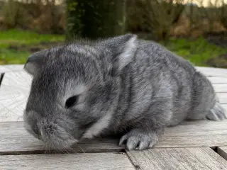 FRANSK VÆDDER HAN CHINCHILLA