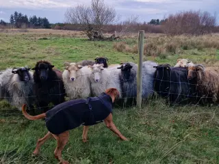 islandske får med lam
