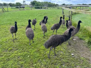 Emu fugl