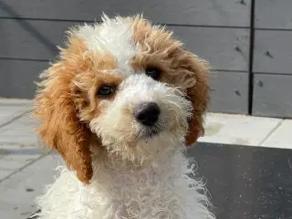 Cavapoo  