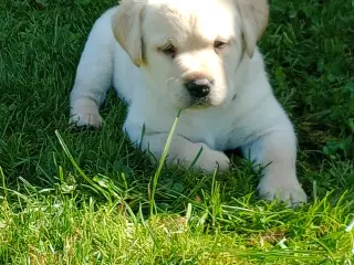 2 skønne gule labrador hanhvalpe søger nye familie