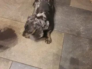 Korthåret Gravhund unik merle farvet