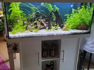 Juwel akvarie 180l