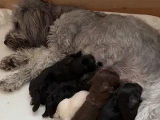 Maltipoo Hvalpe