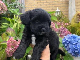 Lhasa apso / puddel