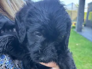 Labradoodle hvalp klar til nyt hjem
