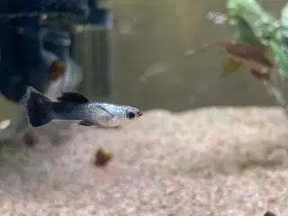 Panda guppy