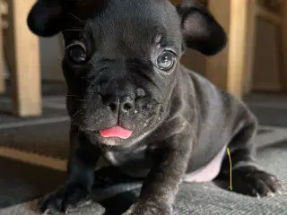 6 dejlige fransk bulldog hvalpe