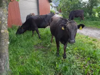 Renracet Waguy kvæg med stamtavle og evt DNA test