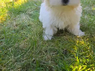 Bichon hvalpe 