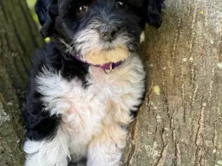 Ludvig. Lhasa Doodle fra testede forældre 8 uger