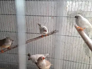  Zebrafinker unger 