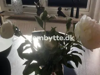 Hjembytte - Kobbervej
