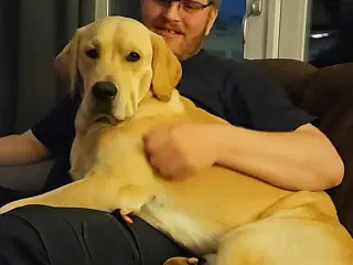 Labrador/retriever tilbydes til avl 