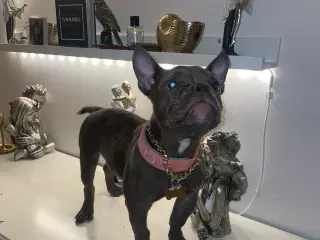 American Bully Micro 