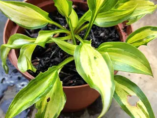 Hosta i potte 