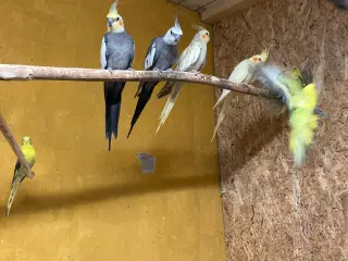 Nymferparekitter 