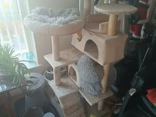 Hun kat søger nyt hjem