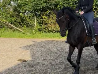 Mosgård’s Coco